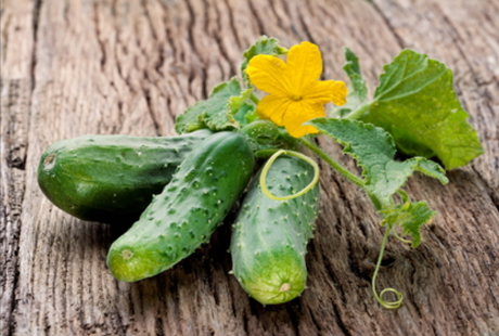 Cucumber Melon Type