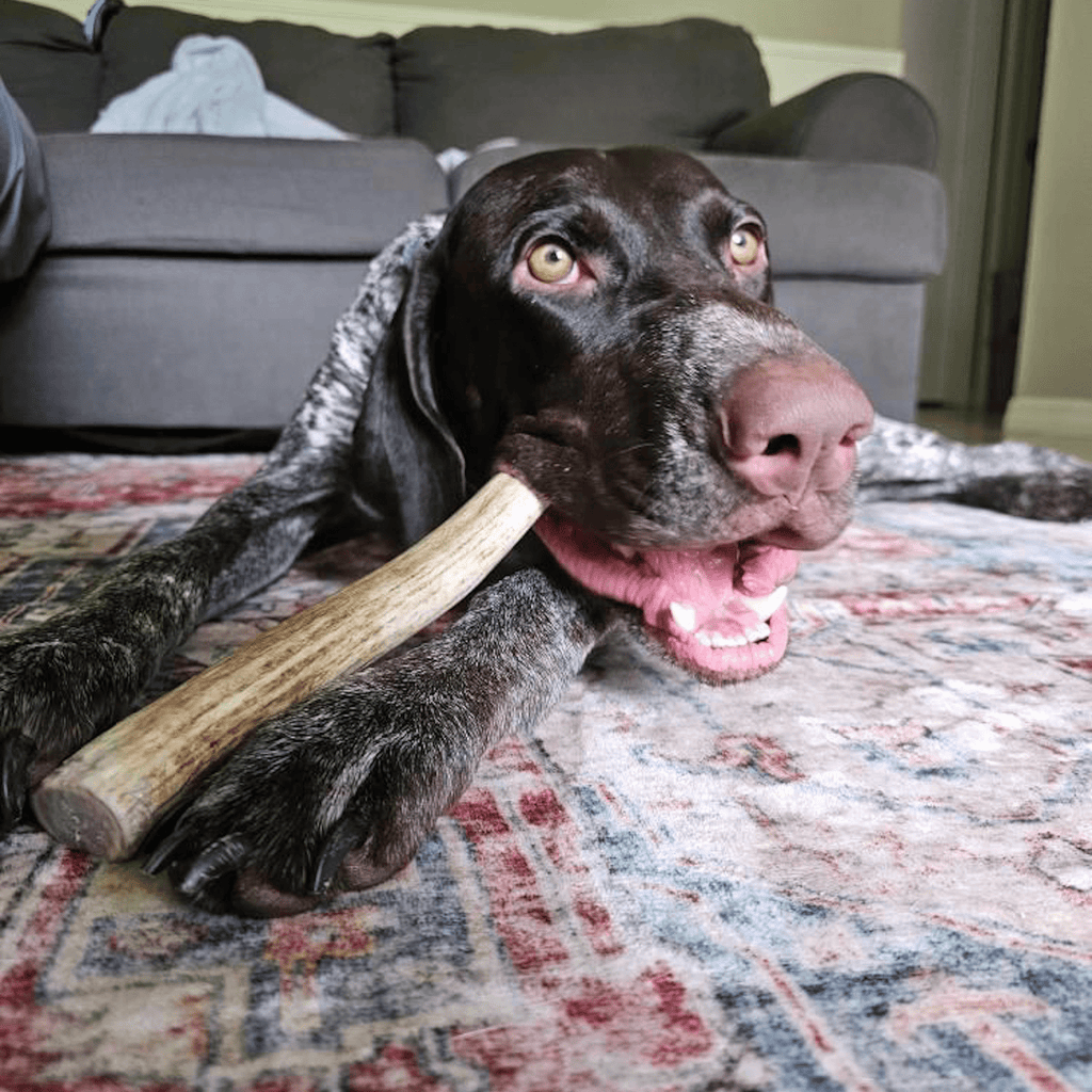 Reindeer Antler Dog Chews | Organic Chews for Dogs