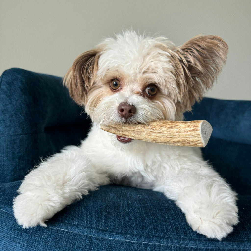 Elk Antler Dog Chews | All-Natural Whole and Split Elk Antler Chews for Dogs