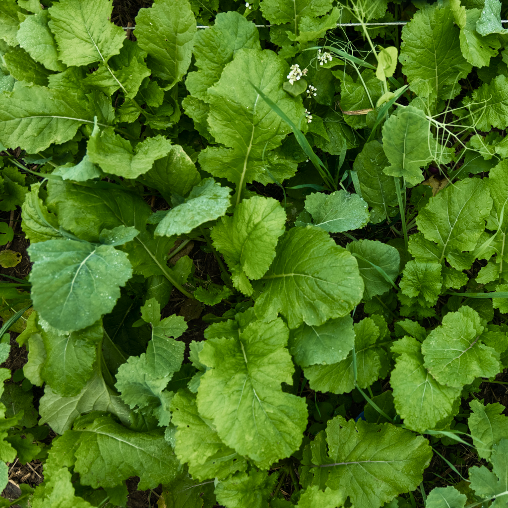 DeerGreens