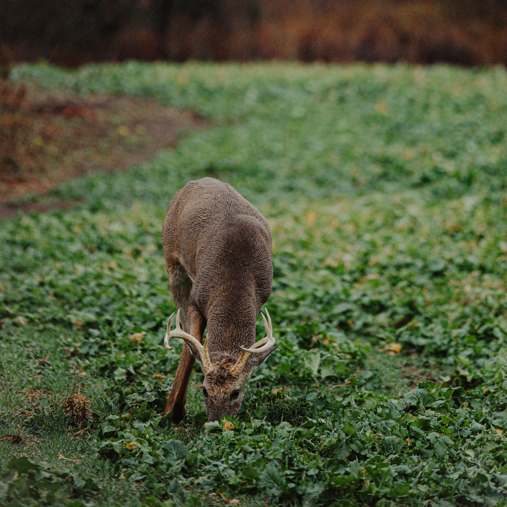 DeerGreens