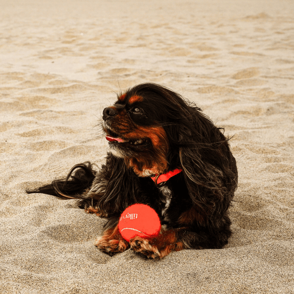 Tilley + Me Tennis Ball for Dogs